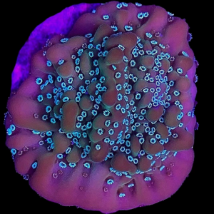 Aquacultured Monti Cookie & Cream