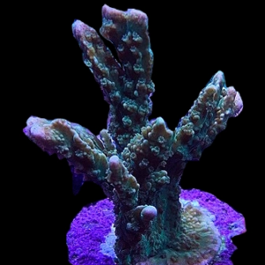 Aquacultured Monti Stellata