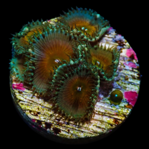 Aquacultured Palys Captain America 4-5Polyps (* Paly Toxins)