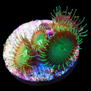 Aquacultured Palys Green 4-5Polyps (* Paly Toxins)