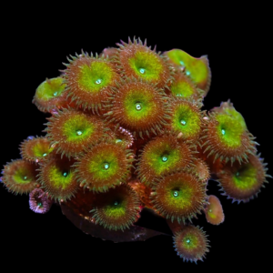 Aquacultured Palys Martini 4-5Polyps (* Paly Toxins)
