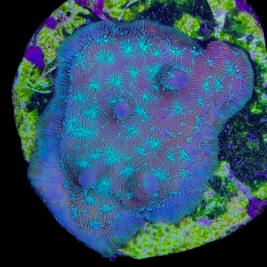 Aquacultured Pavona Decussata