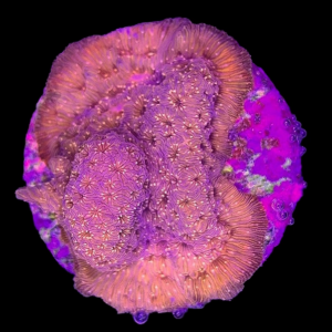 Aquacultured Pavona Maldivensis Orange