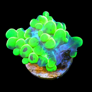 Aquacultured Physogyra Bubble Coral