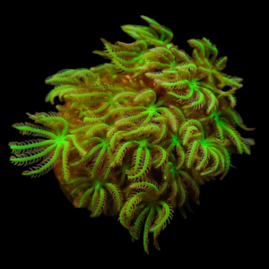 Aquacultured Tubipora Pipe Organ Lime