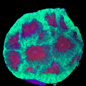 Aquacultured Plesiastrea Versipora