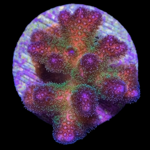 Aquacultured Poccilopora Spawn of Evil