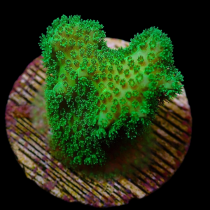Aquacultured Poccilopora Green