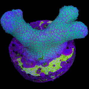 Aquacultured Porites Branching
