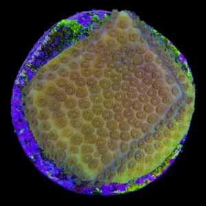 Aquacultured Porites Mustard