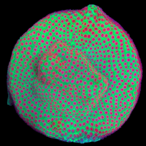 Aquacultured Porites Pink Polyp