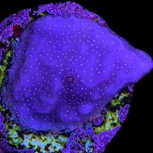 Aquacultured Porites Rus