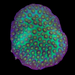 Aquacultured Porites Yellow Polyp