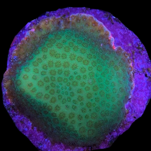Aquacultured Porites Densa