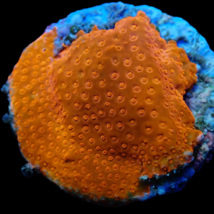 Aquacultured Porites Red Polyp