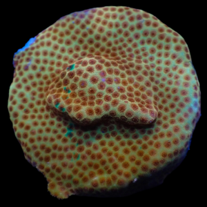 Aquacultured Porites Tropicana
