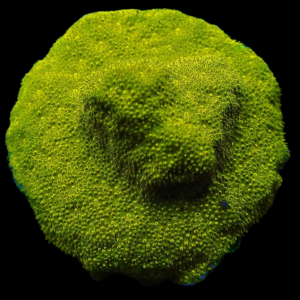 Aquacultured Psammocora Gold