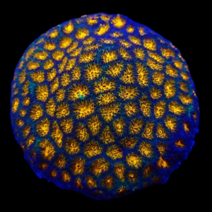 Aquacultured Psammocora Outer Space