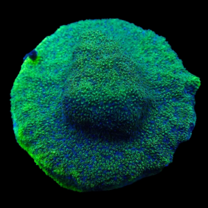 Aquacultured Psammocora Purple & Green
