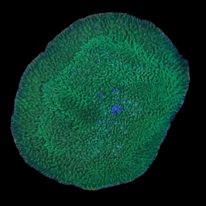 Aquacultured Psammocora Green