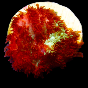 Aquacultured Rhodactus Creaming Soda per polyp