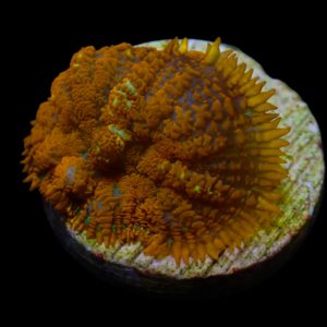 Aquacultured Rhodactus Superman per polyp