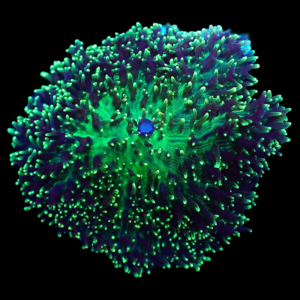 Aquacultured Rhodactus Green per polyp