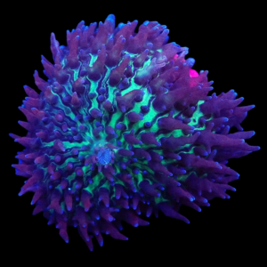 Aquacultured Rhodactus Purple/Green per polyp