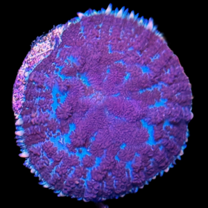 Aquacultured Rhodactus Thanos per polyp