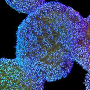 Aquacultured Sarcophyton Daisy Polyps