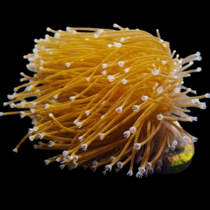 Aquacultured Sarcophyton Toadstool