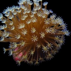 Aquacultured Sarcophyton White Fireworks