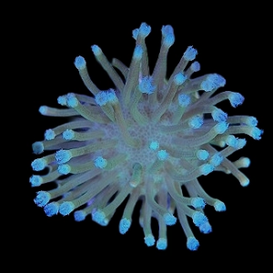Aquacultured Sarcophyton Long Polyps