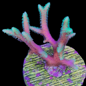 Aquacultured Seriatopora Pink and Green Birds Nest