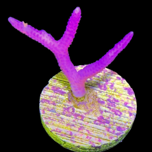 Aquacultured Seriatopora Pink Birds Nest