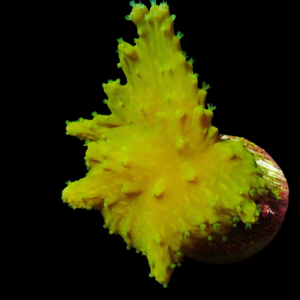 Aquacultured Sinularia Brassica