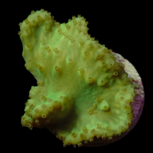 Aquacultured Sinularia Dura