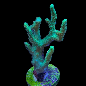 Aquacultured Sinularia