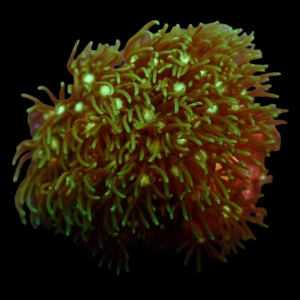 Aquacultured Star Polyps Green
