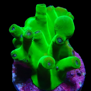 Aquacultured Turbinaria Super Hero