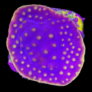 Aquacultured Turbinaria Yellow Polyp Purple