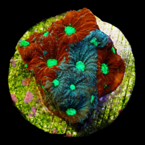 Aquacultured War Coral Two Tone