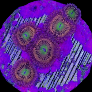 Aquacultured Zoa Alien Anti-Venom 4 to 5 polyps