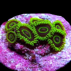 Aquacultured Zoa Aussie Macaw 4 to 5 polyps