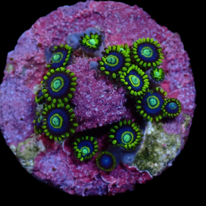 Aquacultured Zoa Blue Hornet 4 to 5 polyps