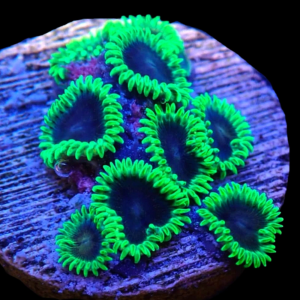 Aquacultured Zoa Blue Orgasm 4 to 5 polyps