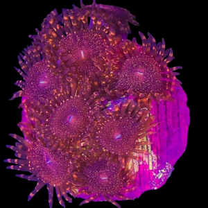 Aquacultured Zoa Darth Maul 4 to 5 polyps