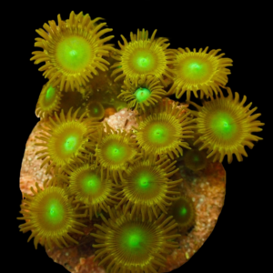 Aquacultured Zoa Dragon Eye 4 to 5 polyps