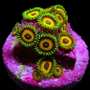 Aquacultured Zoa Eagle Eye 4 to 5 polyp