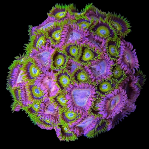 Aquacultured Zoa Egg Sunrise Combo 8 to 10 polyps